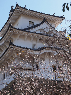 02十月桜と姫路城.jpg