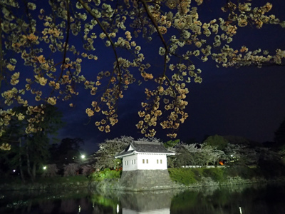 07夜桜.jpg