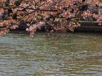 09岡崎琵琶湖疏水桜並木.jpg