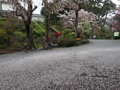 11散り桜.jpg