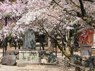 14御香宮・桜の花園.jpg