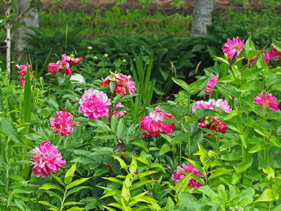 14紫竹ガーデンシャクヤクの花.jpg