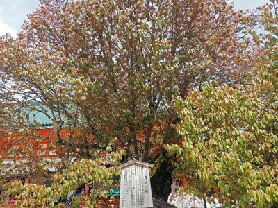 16平安神宮左近の桜.jpg