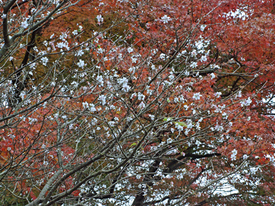 16浄妙寺の冬桜と紅葉.jpg