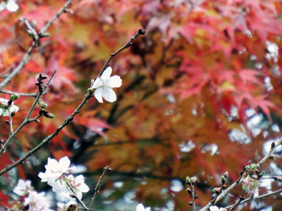 17浄光明寺冬桜と紅葉２.jpg