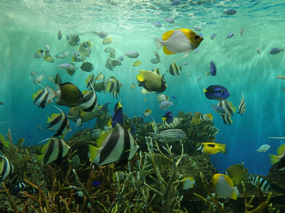 17珊瑚礁の魚.jpg