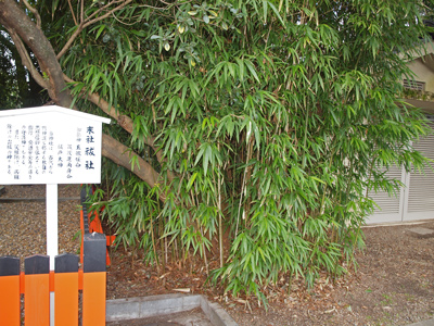 18下鴨神社の竹.jpg