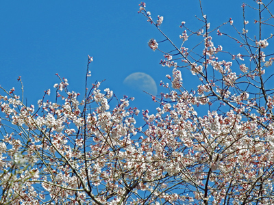 18瑞泉寺の桜と月.jpg