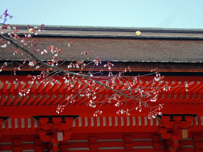 20下鴨神社桜と楼門.jpg