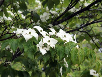 21白いヤマボウシの花.jpg