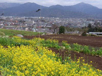 2菜の花と大山＆丹沢.jpg