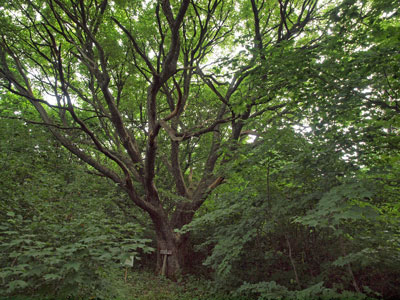 6防風林の巨木ハルニレ.jpg
