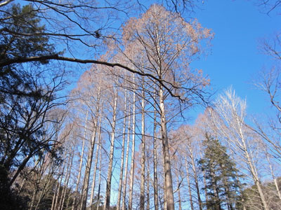 冬枯れの林.jpg