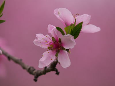 桃の花.jpg
