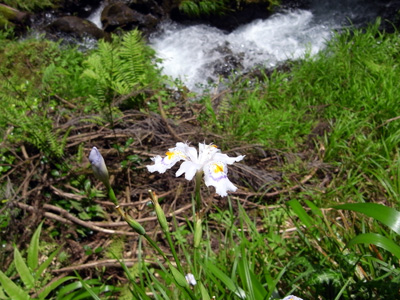渓流に咲くシャガの花.jpg