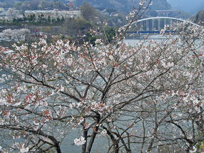 相模湖の桜.jpg