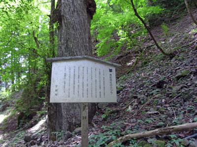 貴船神社のカツラの木.jpg
