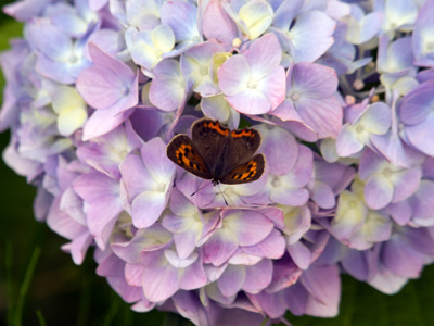 赤紫色の蝶.jpg