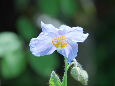 青いケシの花.jpg