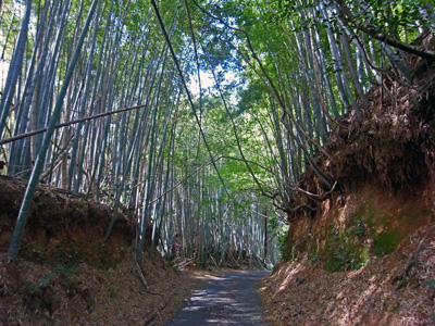 ２竹林の道.jpg
